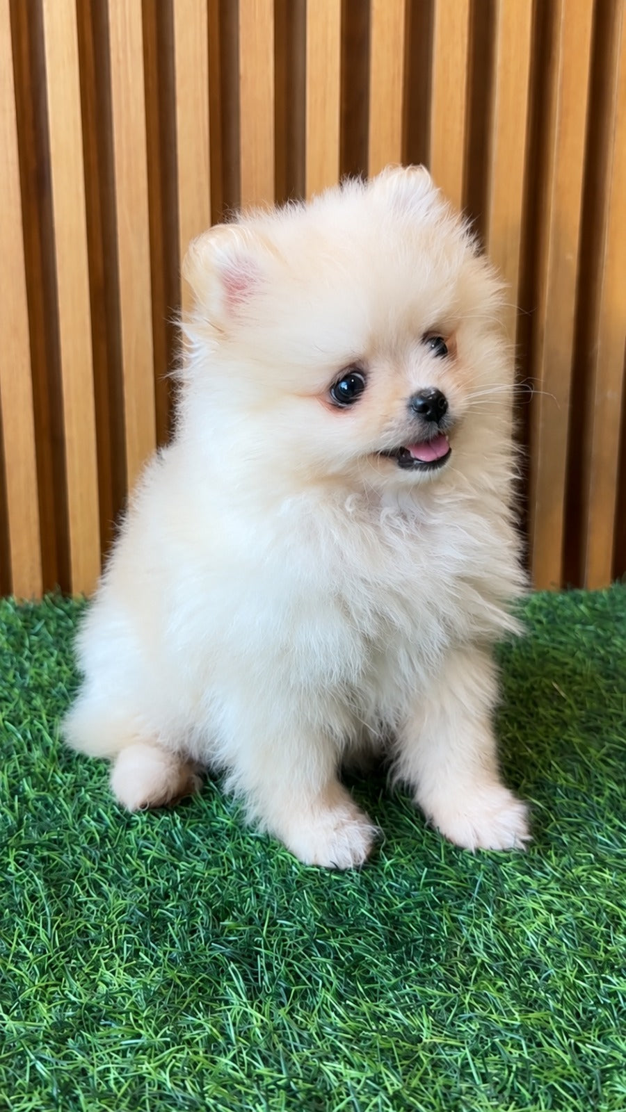 Marla – Female Pomeranian Puppy