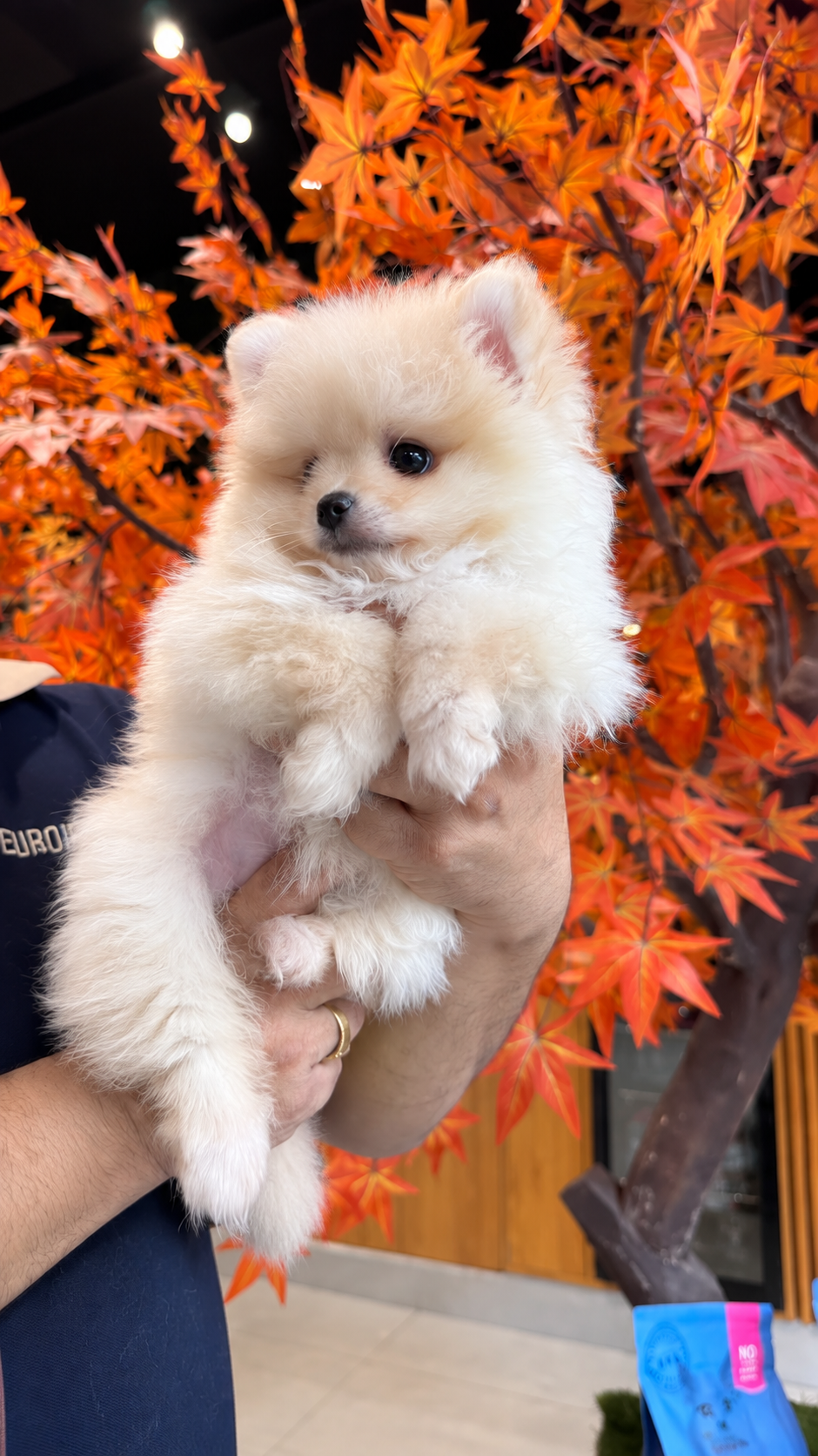 Marla – Female Pomeranian Puppy