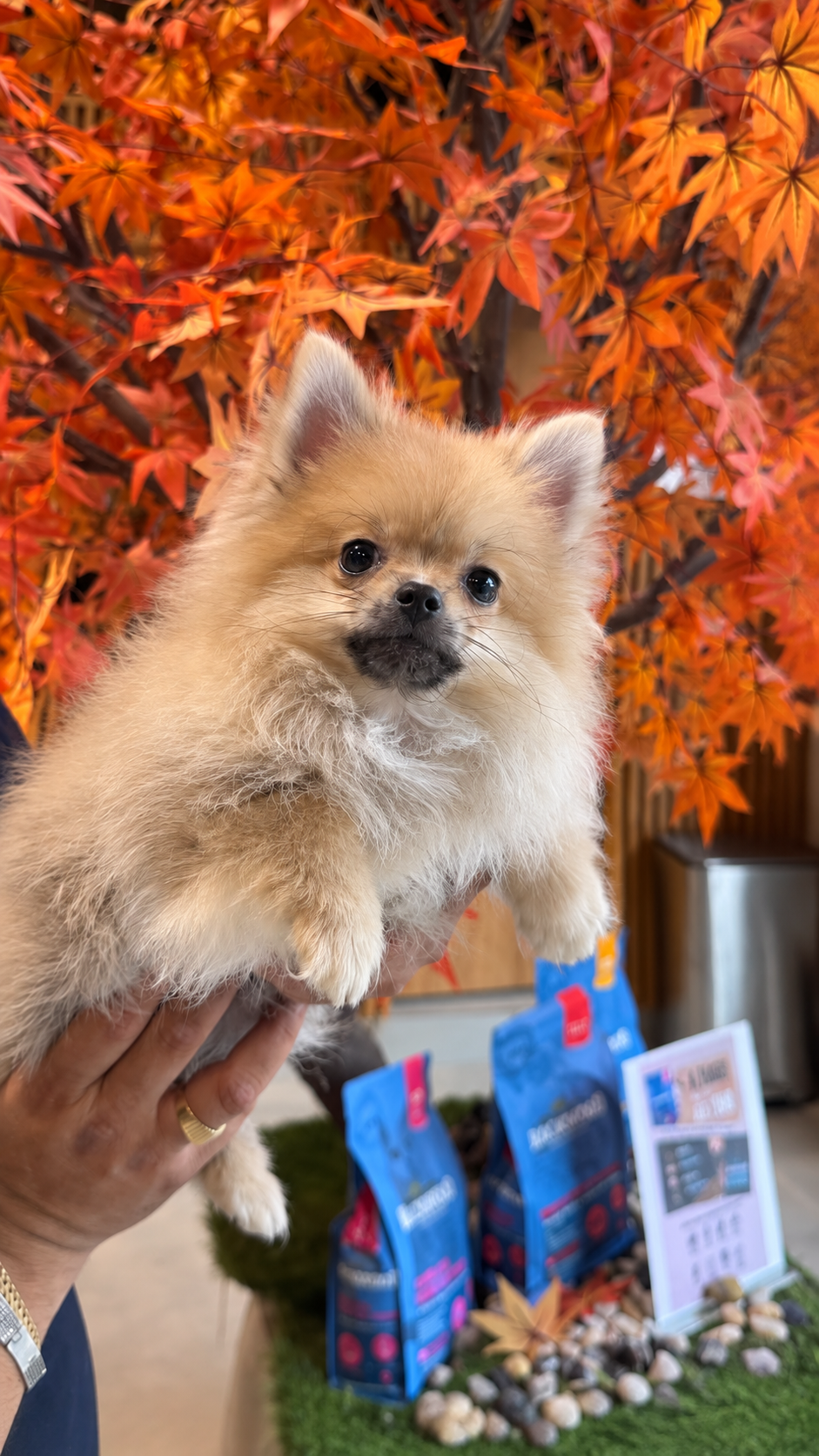 Marlo, a cream-and-golden Pomeranian puppy, sitting on indoor grass at EuroPets Dubai.