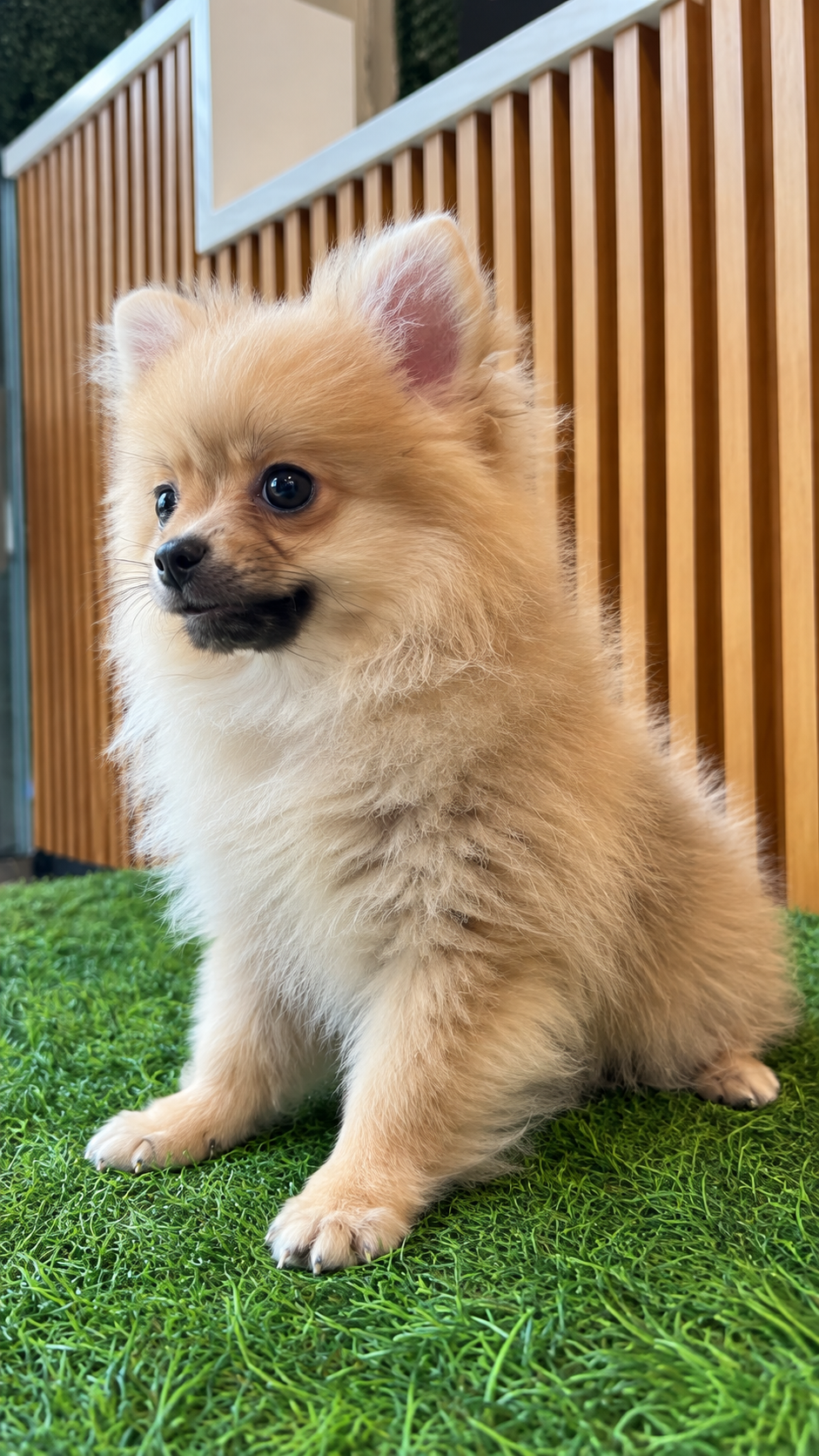 Marlo, a cream-and-golden Pomeranian puppy, held beside an autumn display at EuroPets Dubai.