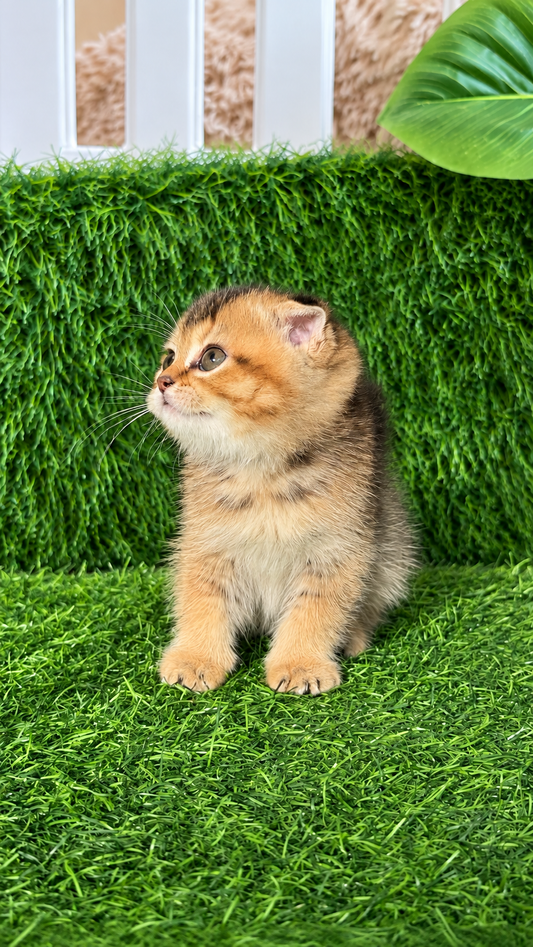 Marvin