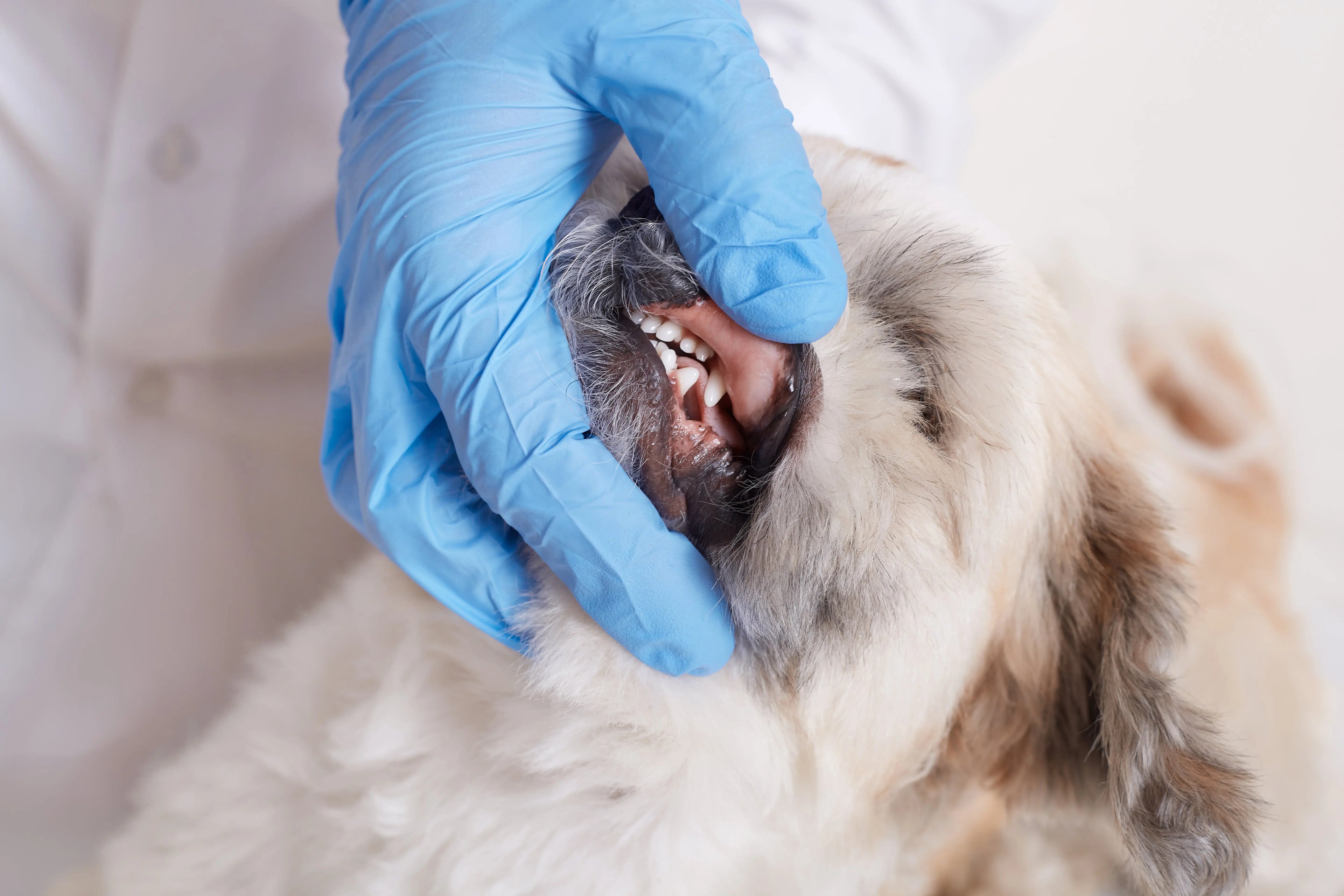 Dental & Dental X-Ray Europets Dubai