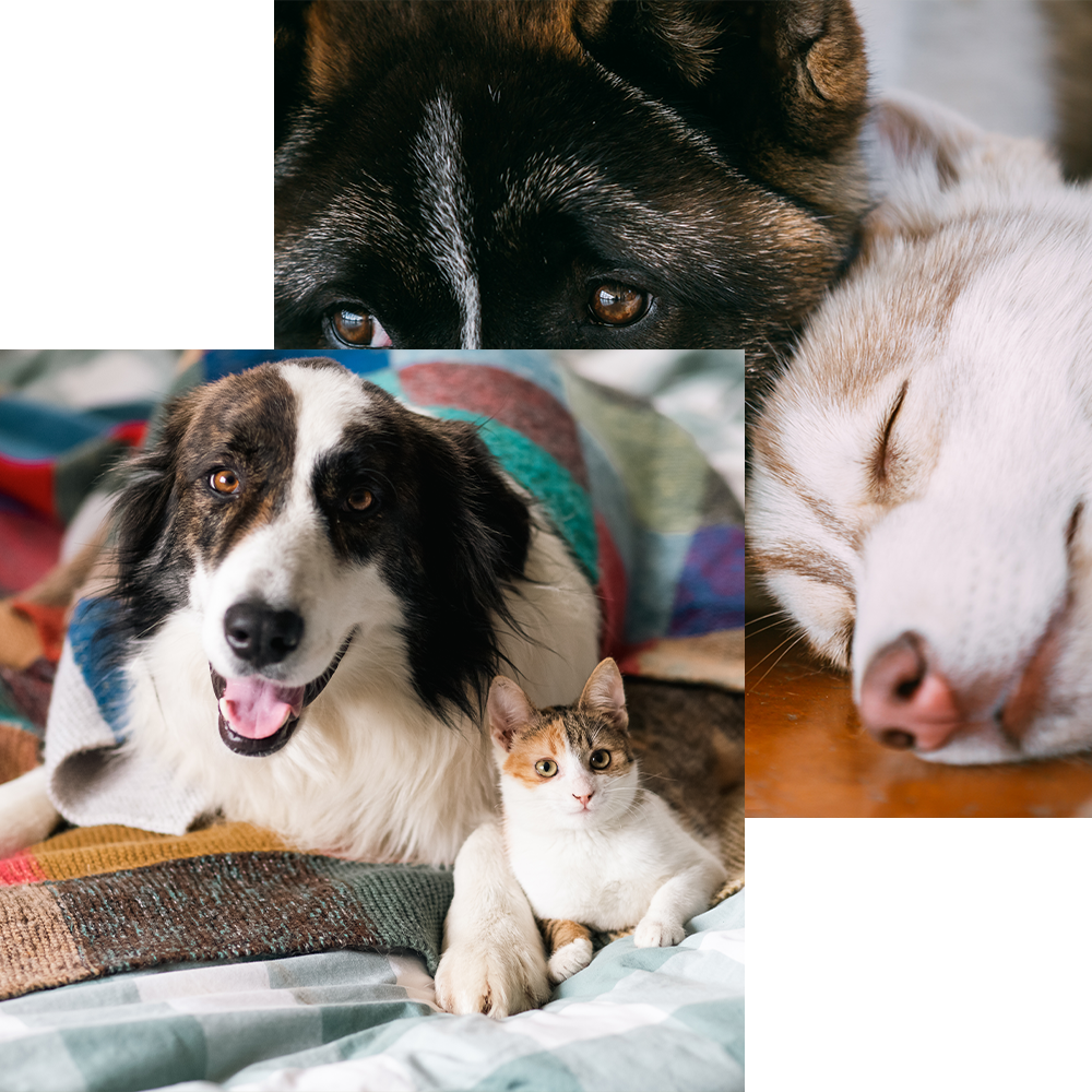 dog and a cat resting together - europets uae