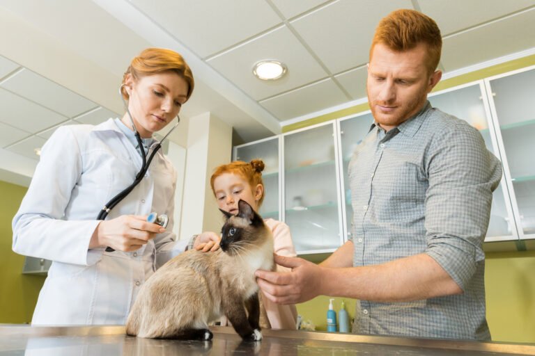 cat getting checkup - europets uae