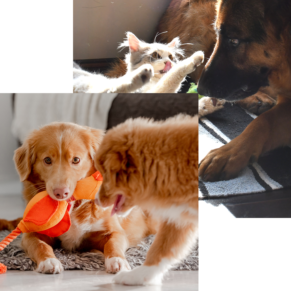 dogs and cats playing with toys - europets uae