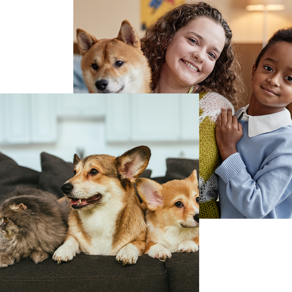 a cat and 2 dogs posing together at the back is a woman holding her pet dog with here daugther - europets uae