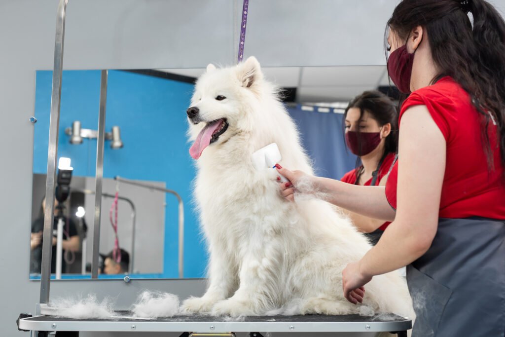 Why Pet Daycare is the Perfect Solution for Busy Pet Parents
