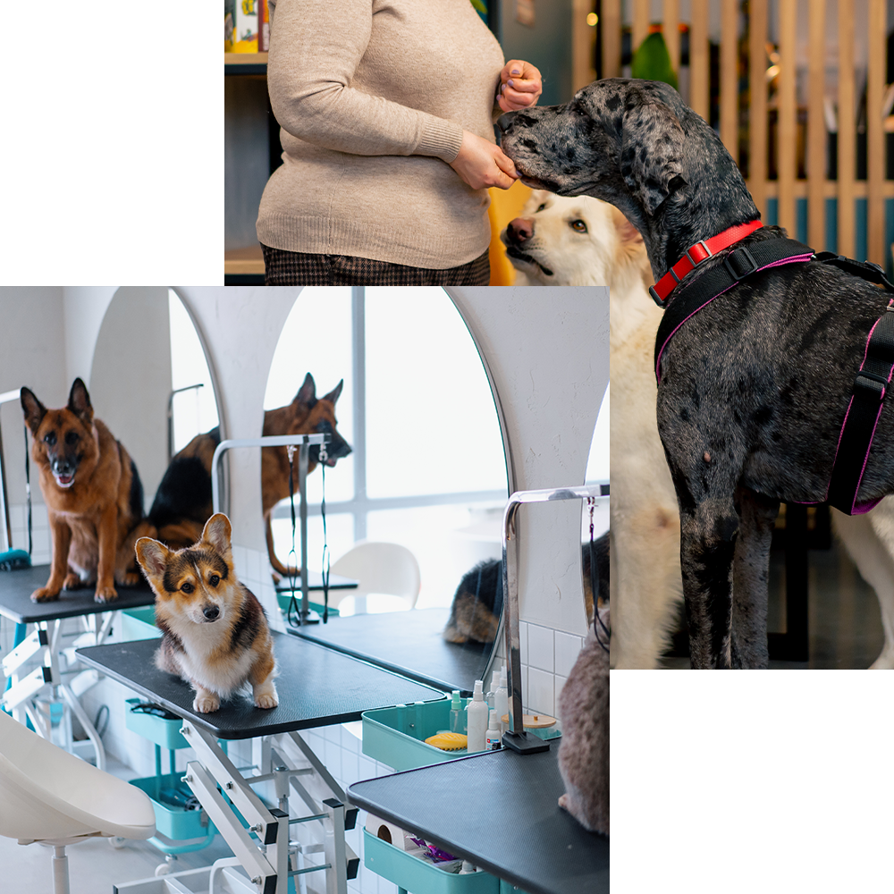 cute dogs at the grooming salon waiting for the turn - europets uae