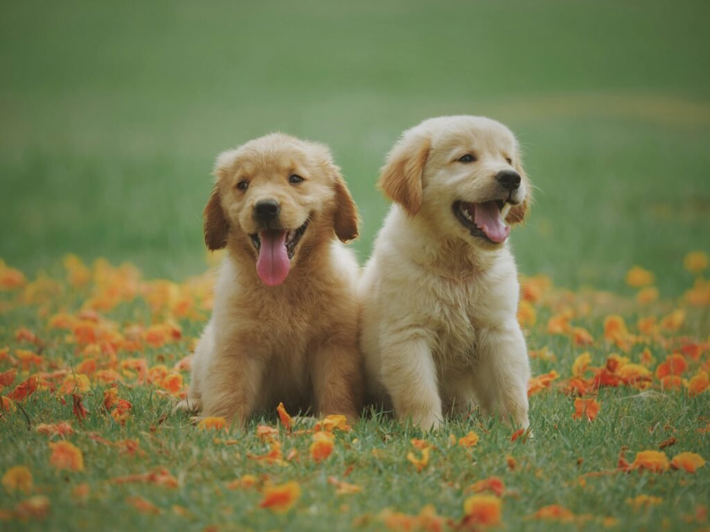 pet health and happiness tips - two happy dogs sitting next to each other