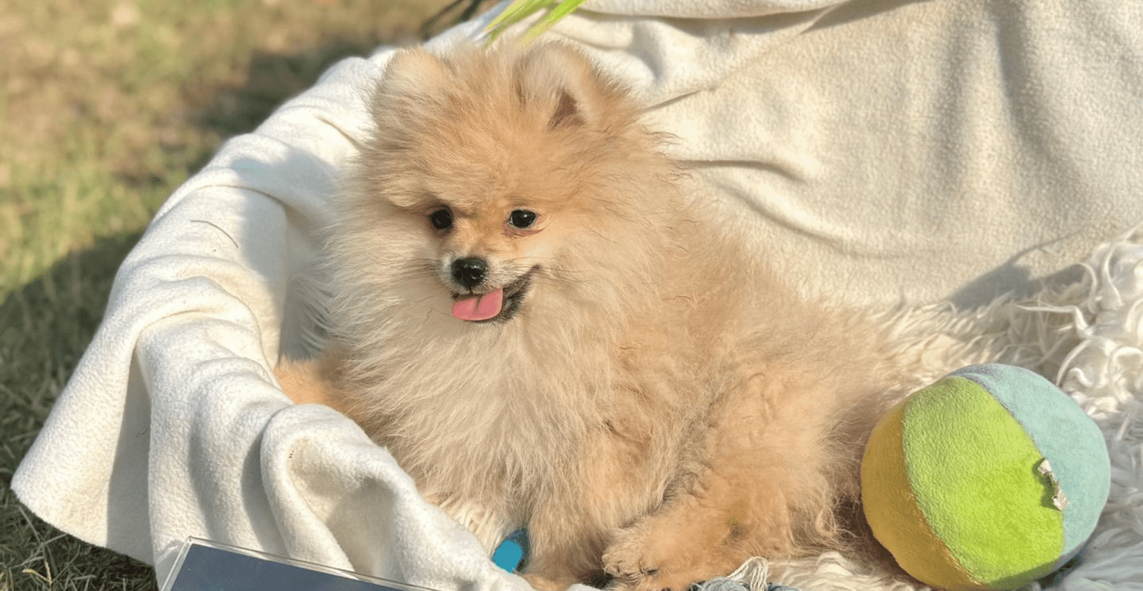 Main Puppy Image