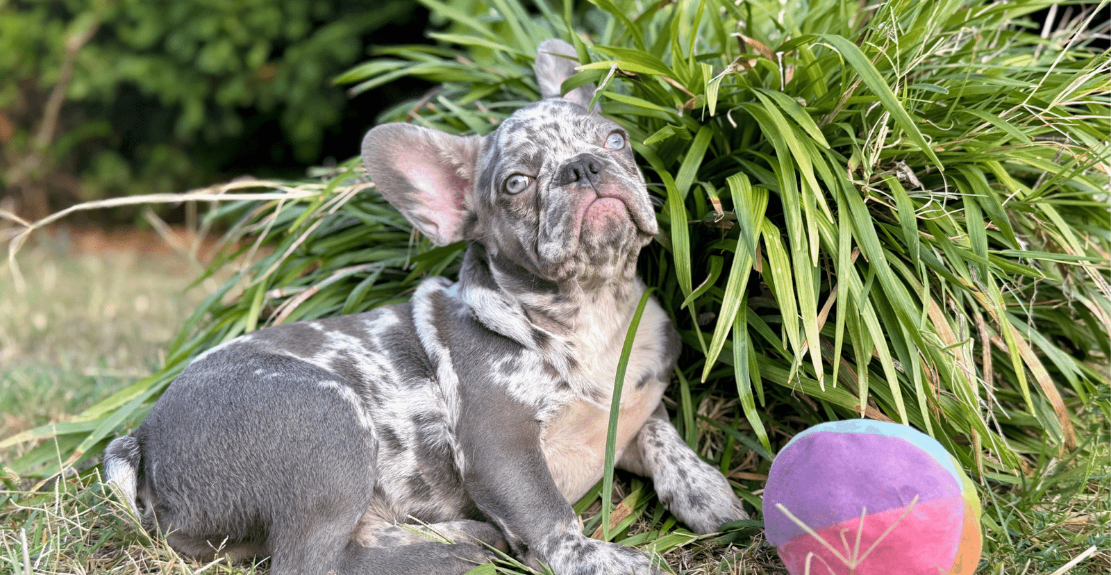 Main Puppy Image