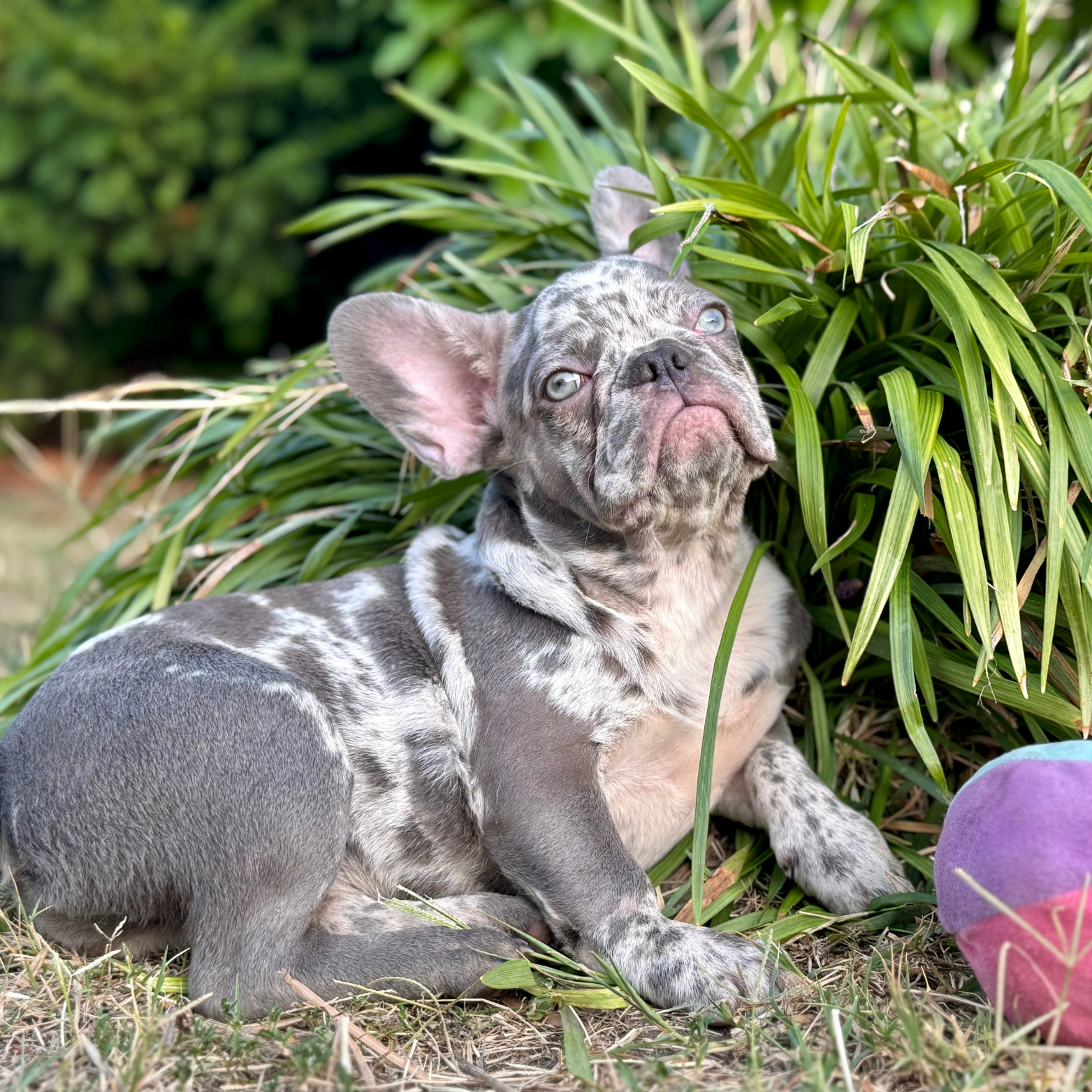 Main Puppy Image