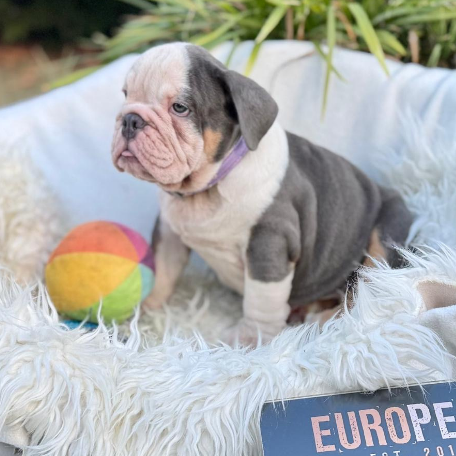 Main Puppy Image