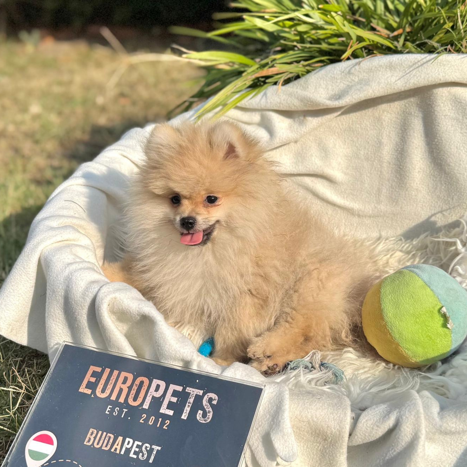 Main Puppy Image