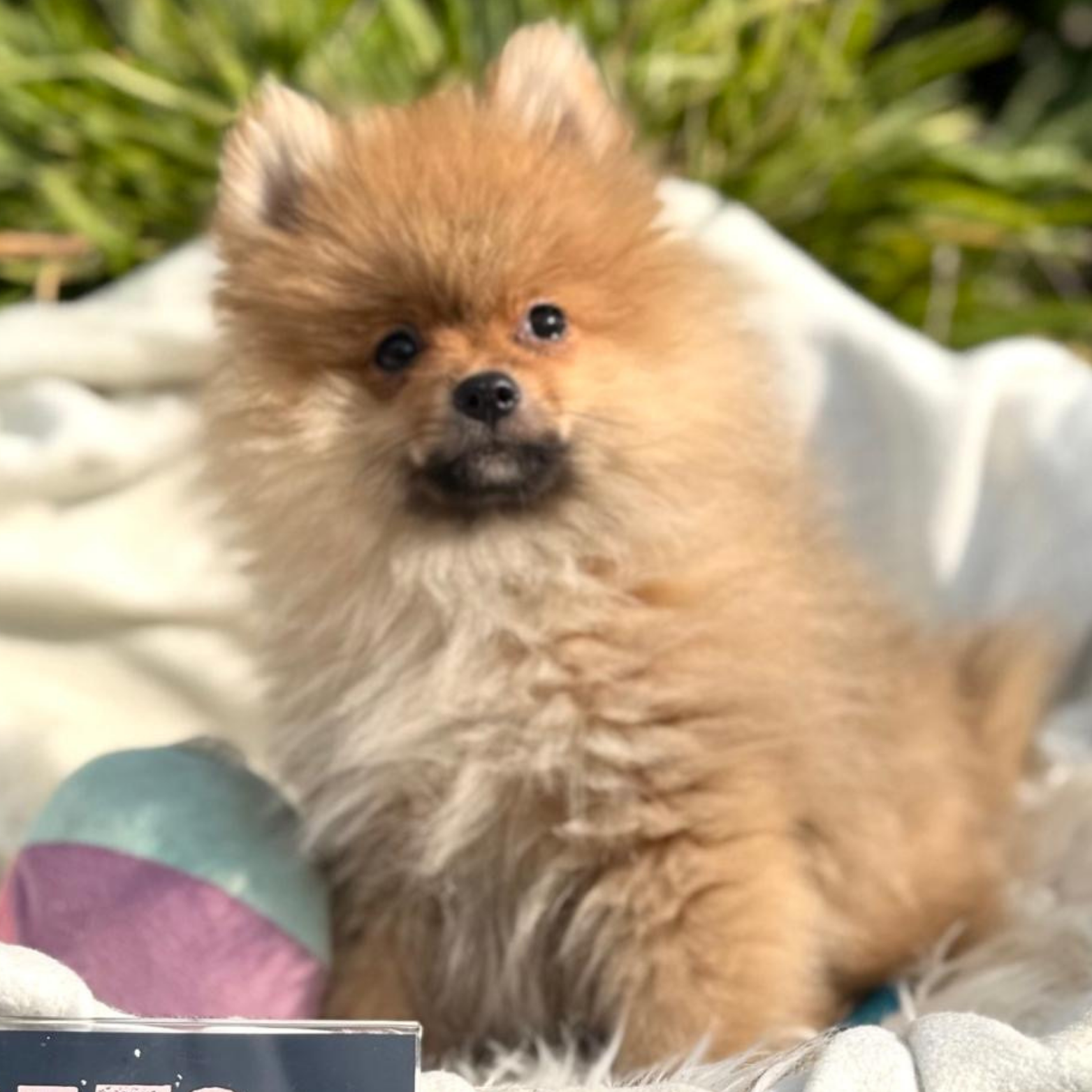 Main Puppy Image