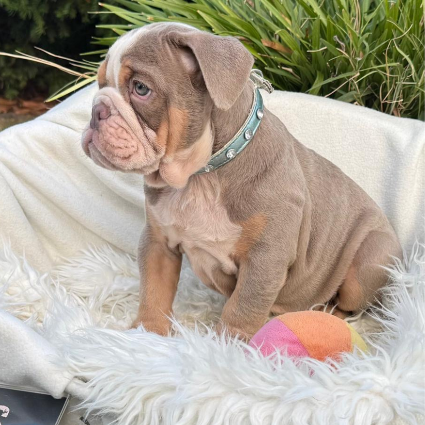 Main Puppy Image