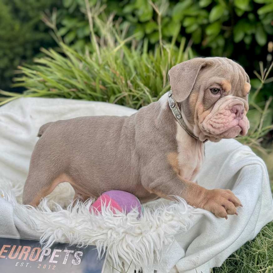 Main Puppy Image