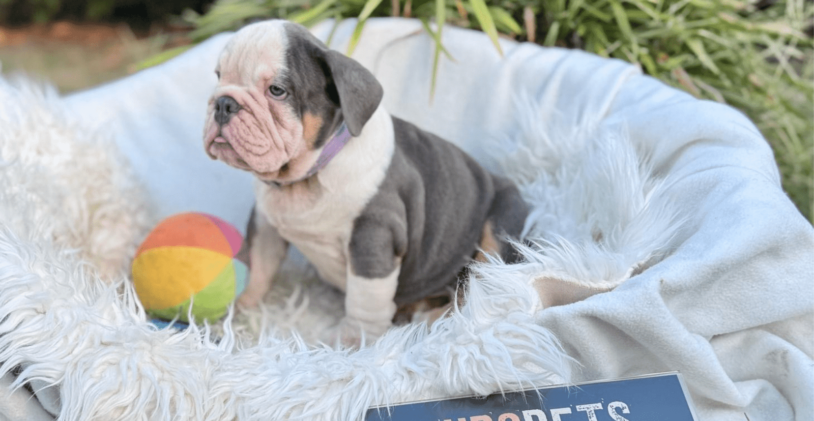 Main Puppy Image