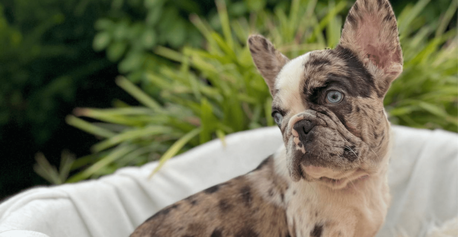 Main Puppy Image