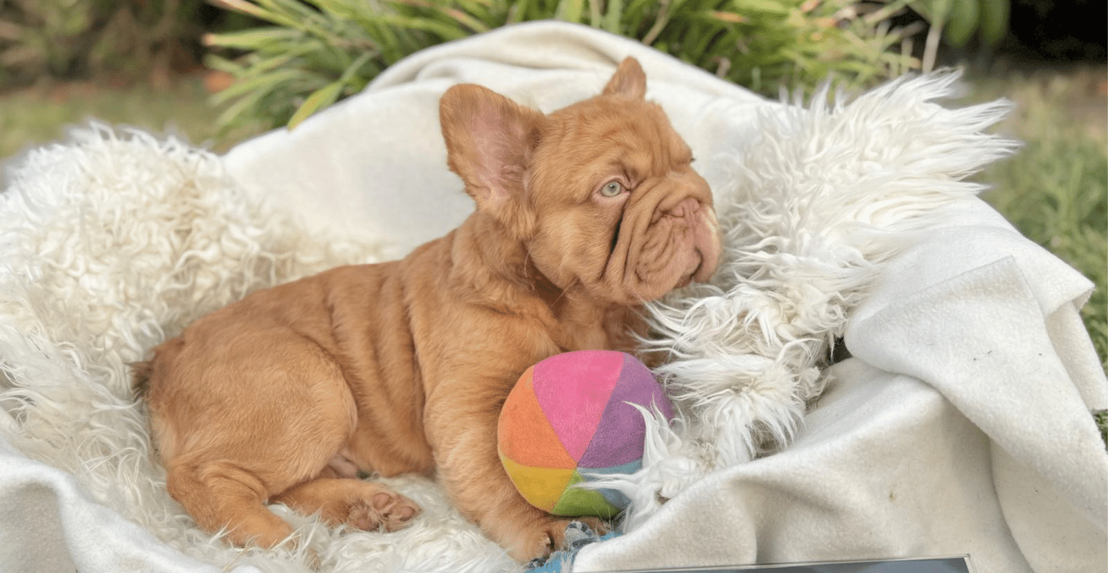 Main Puppy Image