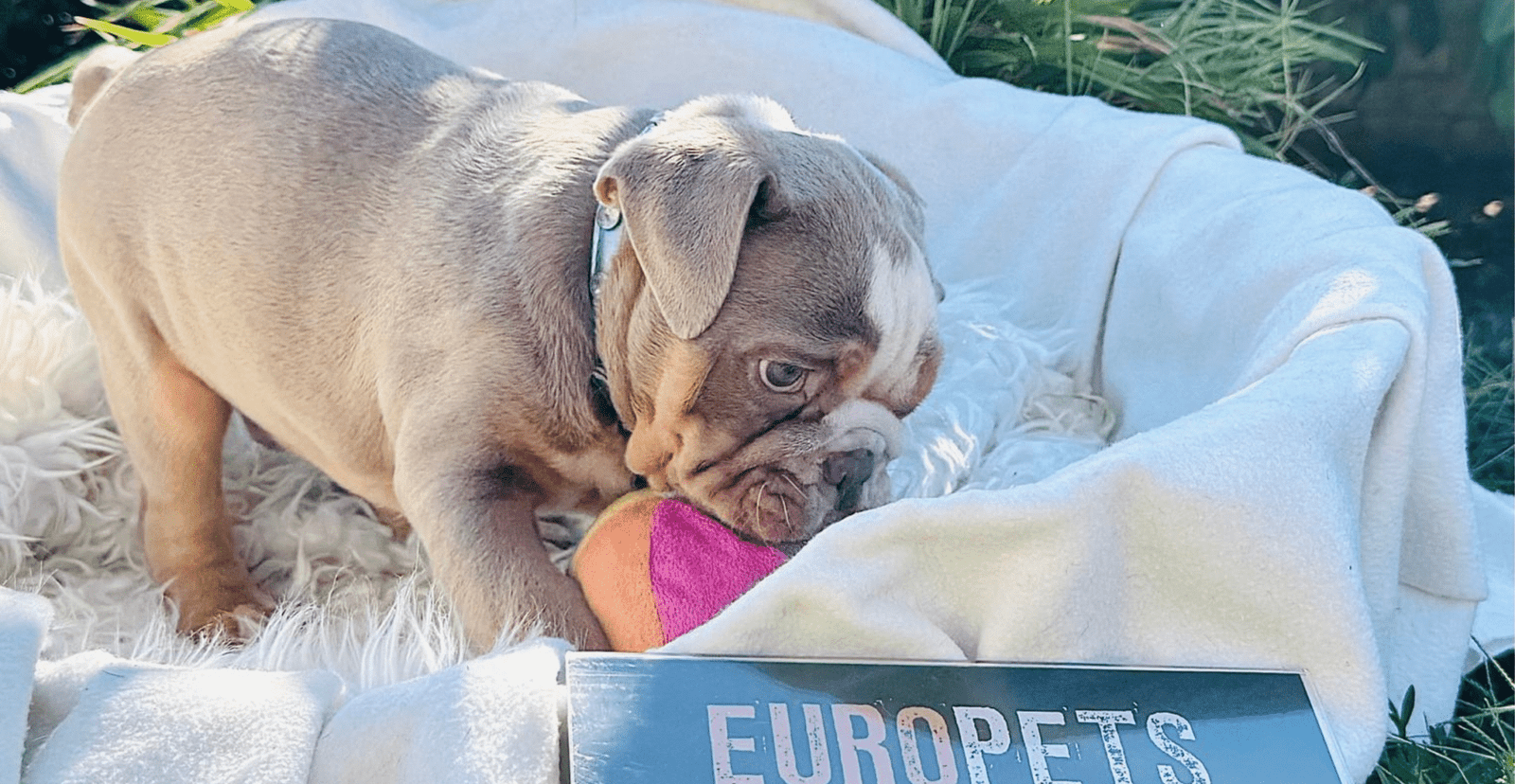 Main Puppy Image