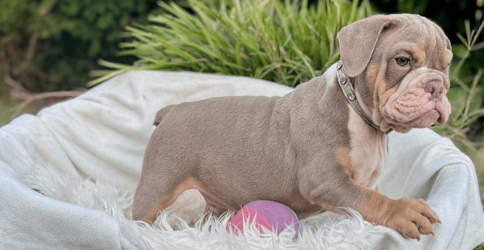 Main Puppy Image
