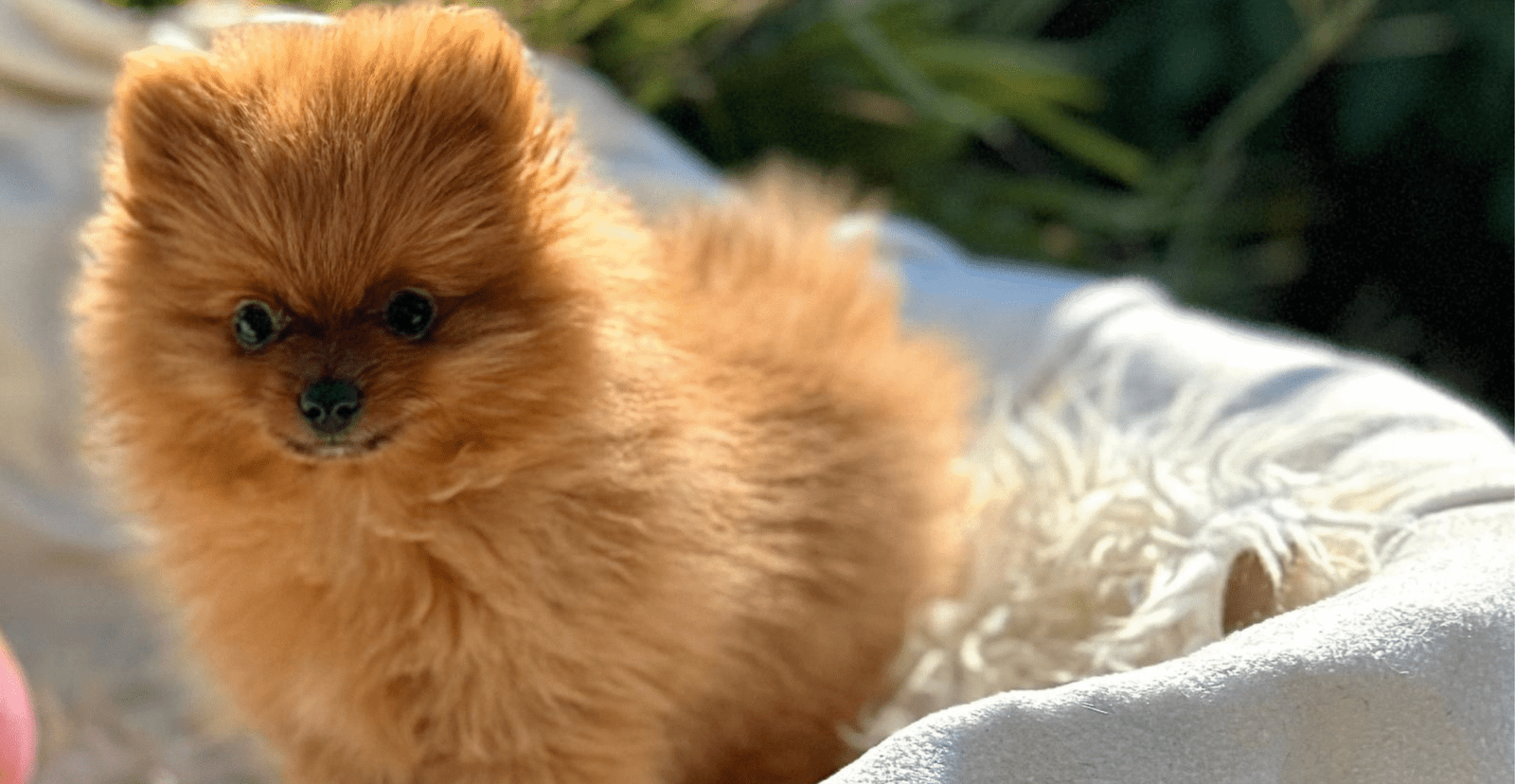 Main Puppy Image