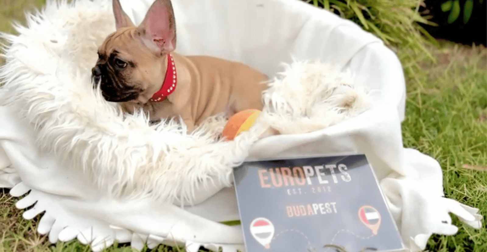 Main Puppy Image