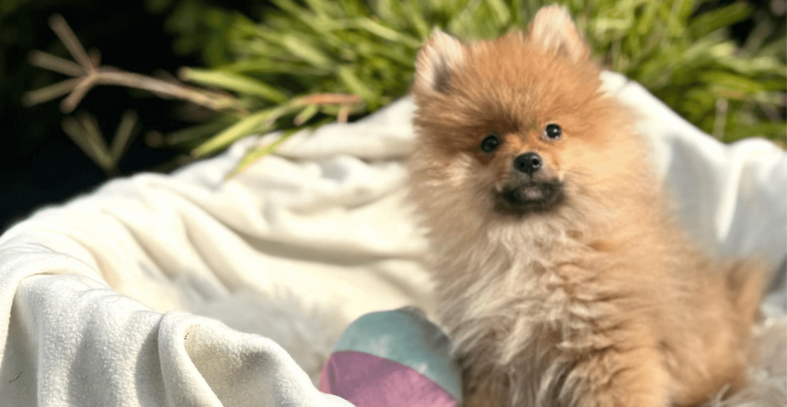 Main Puppy Image