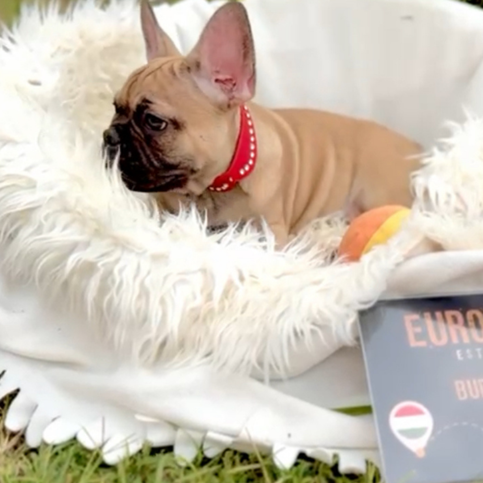 Main Puppy Image