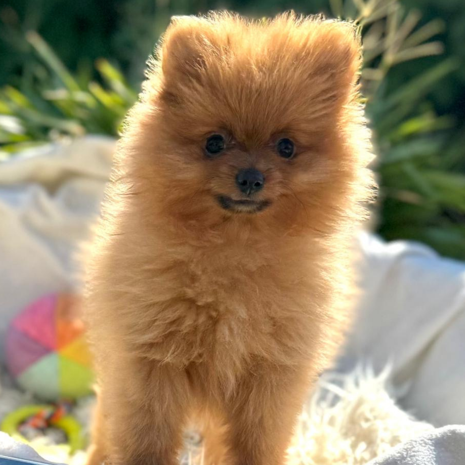 Main Puppy Image