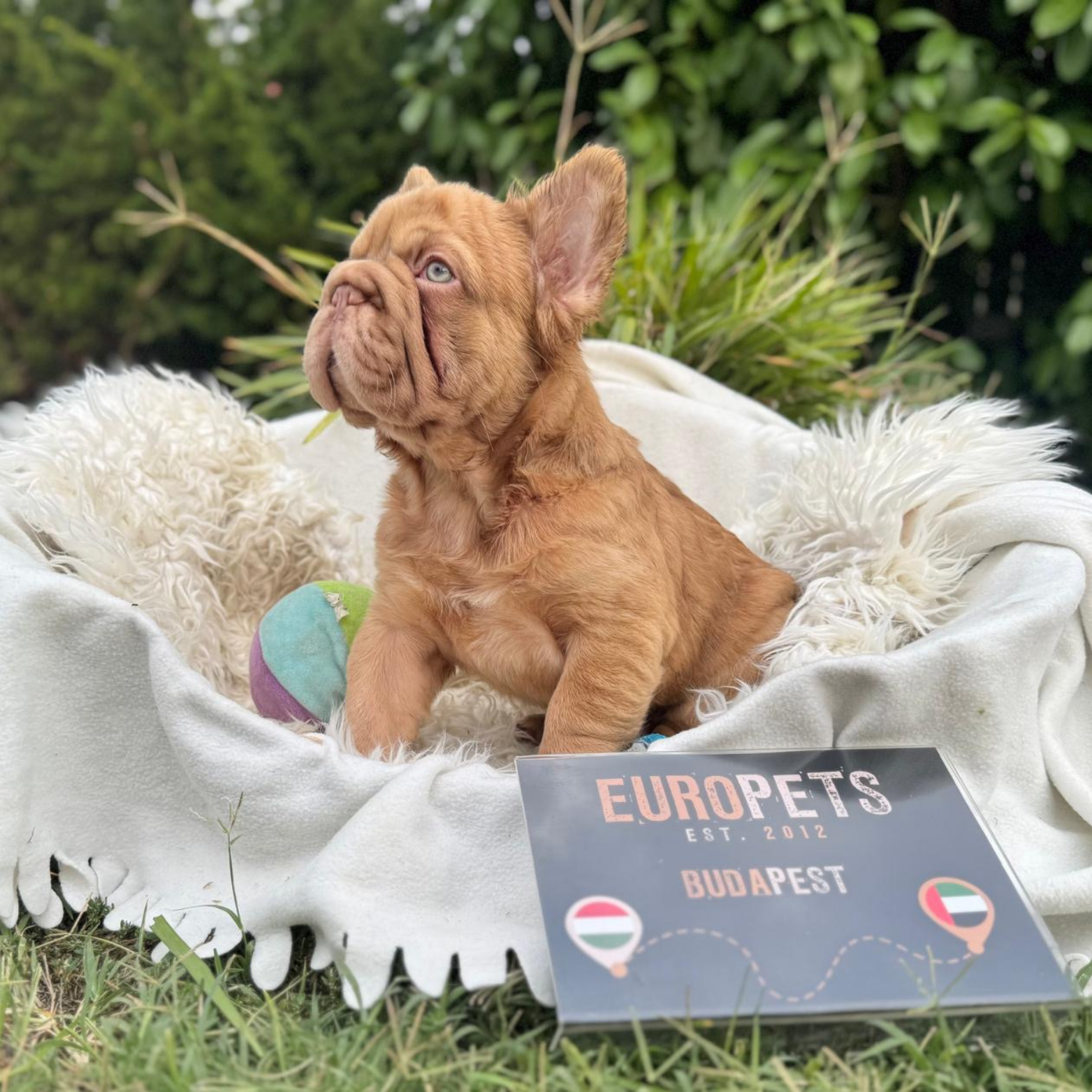 Main Puppy Image