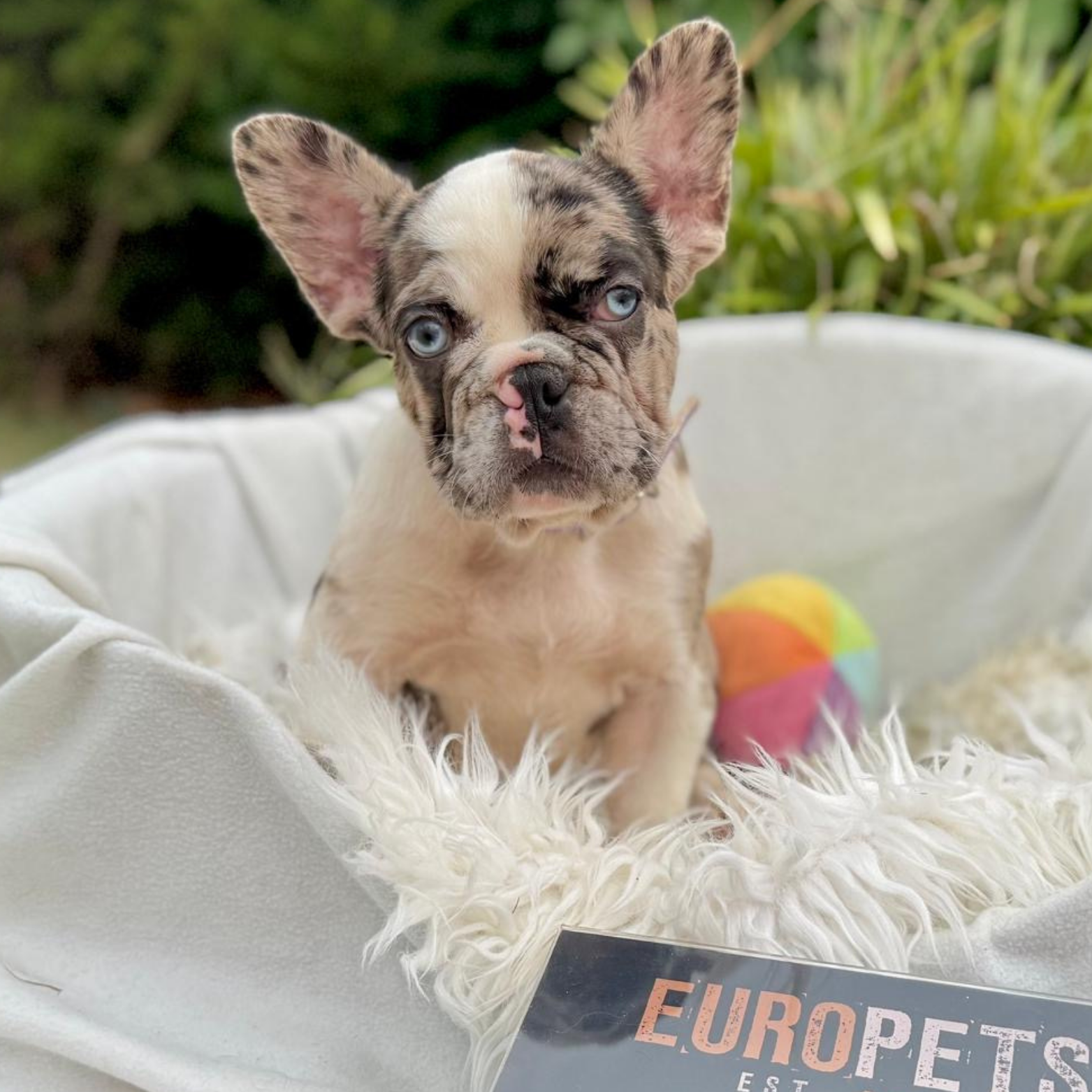 Main Puppy Image